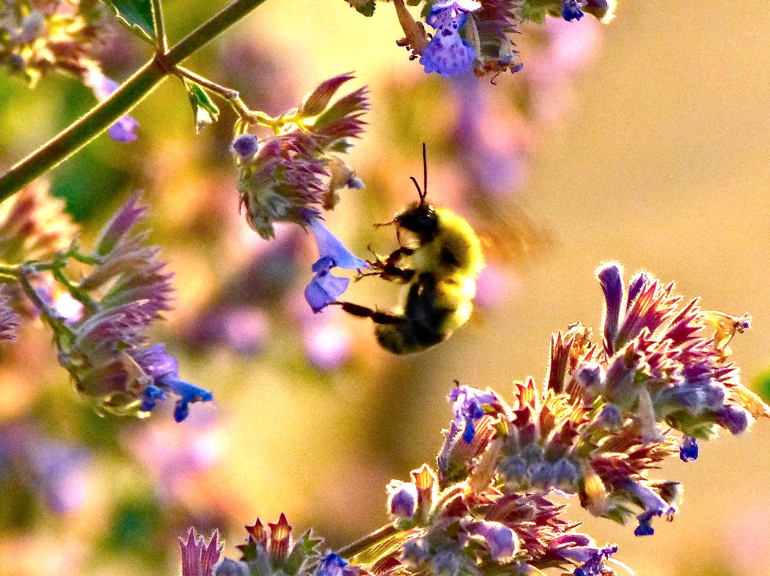  - Impressionist bees - - wild bees - Impressionist bees - Tony Karp, design, art, photography, techno-impressionist, techno-impressionism, aerial photography , drone , drones , dji , mavic pro , video , 3D printing - Books -