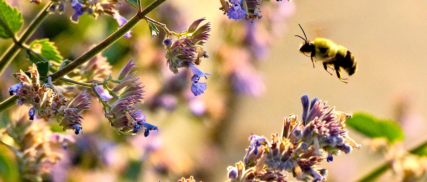  - Impressionist bees - - wild bees - Impressionist bees - Tony Karp, design, art, photography, techno-impressionist, techno-impressionism, aerial photography , drone , drones , dji , mavic pro , video , 3D printing - Books -