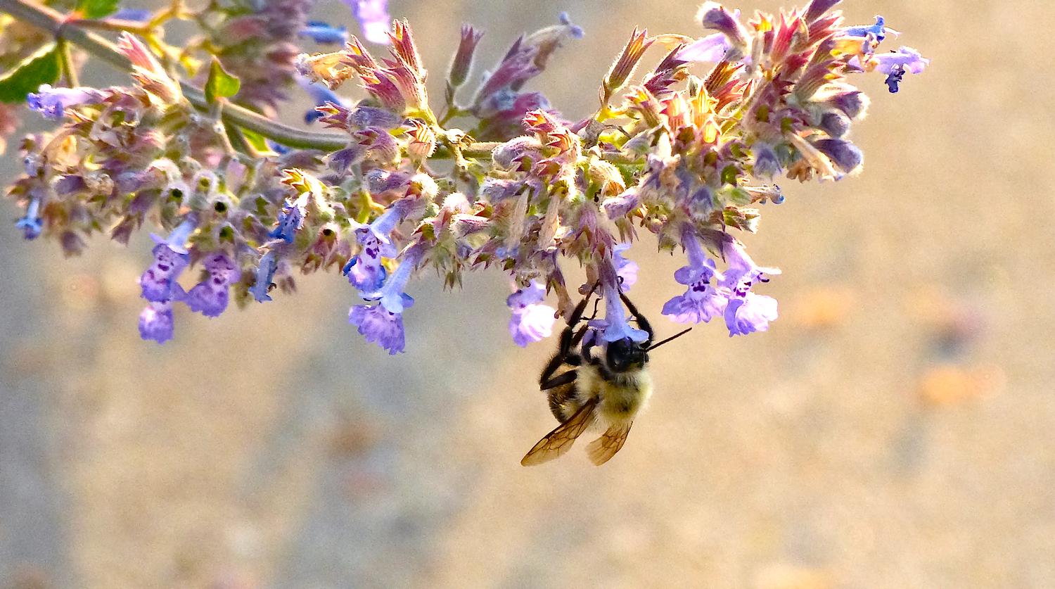  - Impressionist bees - - wild bees - Impressionist bees - Tony Karp, design, art, photography, techno-impressionist, techno-impressionism, aerial photography , drone , drones , dji , mavic pro , video , 3D printing - Books -