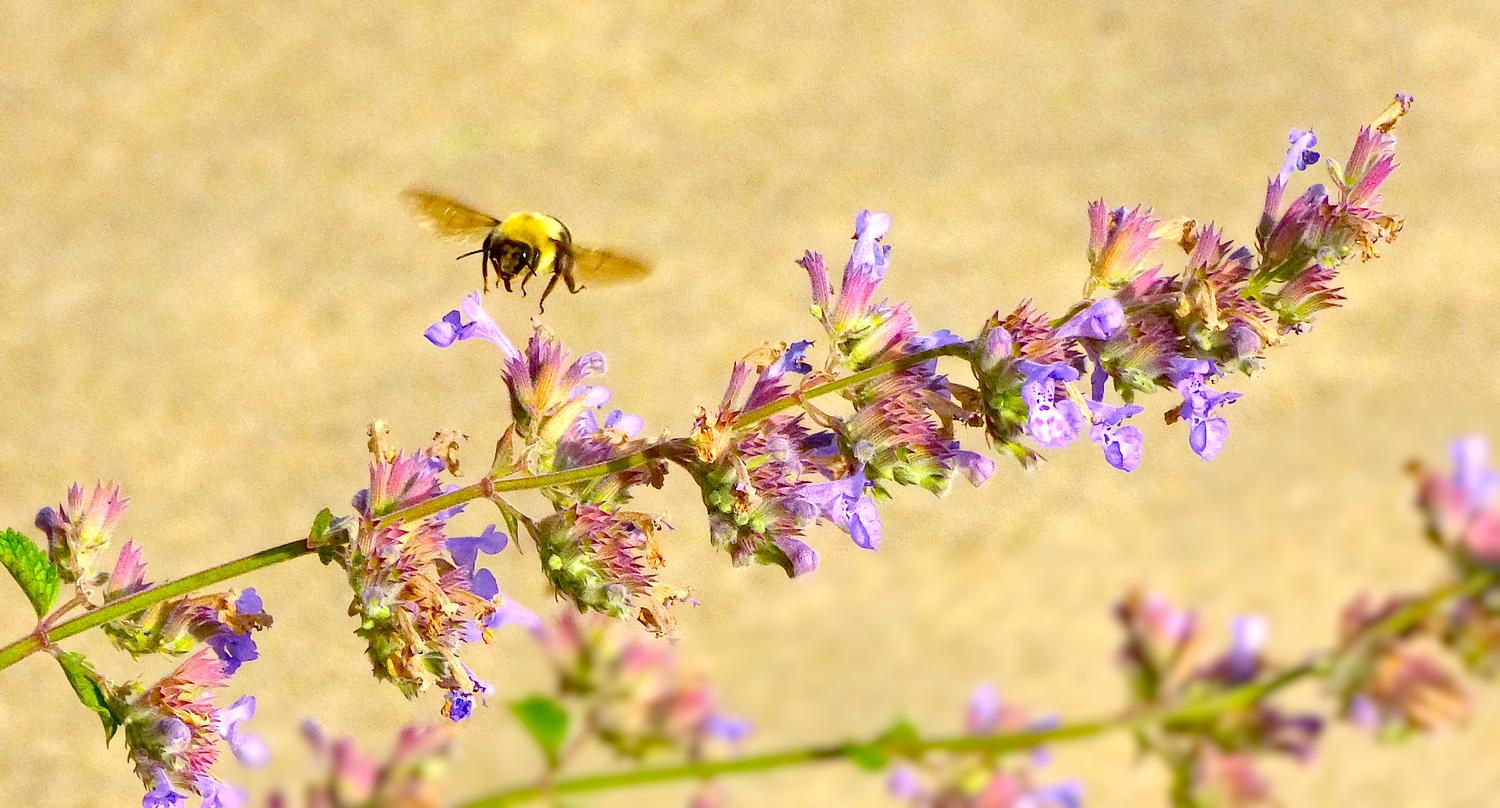  - Impressionist bees - - wild bees - Impressionist bees - Tony Karp, design, art, photography, techno-impressionist, techno-impressionism, aerial photography , drone , drones , dji , mavic pro , video , 3D printing - Books -