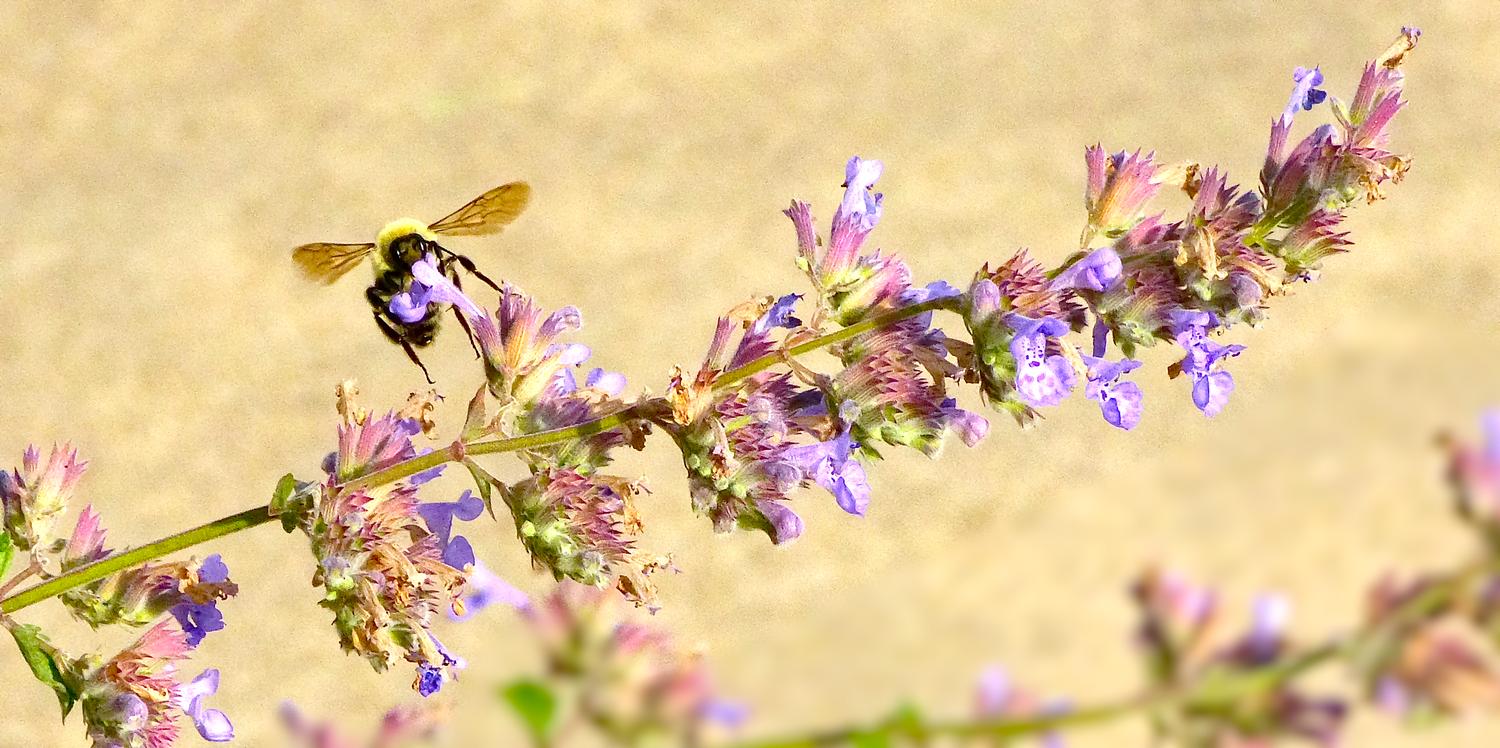  - Impressionist bees - - wild bees - Impressionist bees - Tony Karp, design, art, photography, techno-impressionist, techno-impressionism, aerial photography , drone , drones , dji , mavic pro , video , 3D printing - Books -