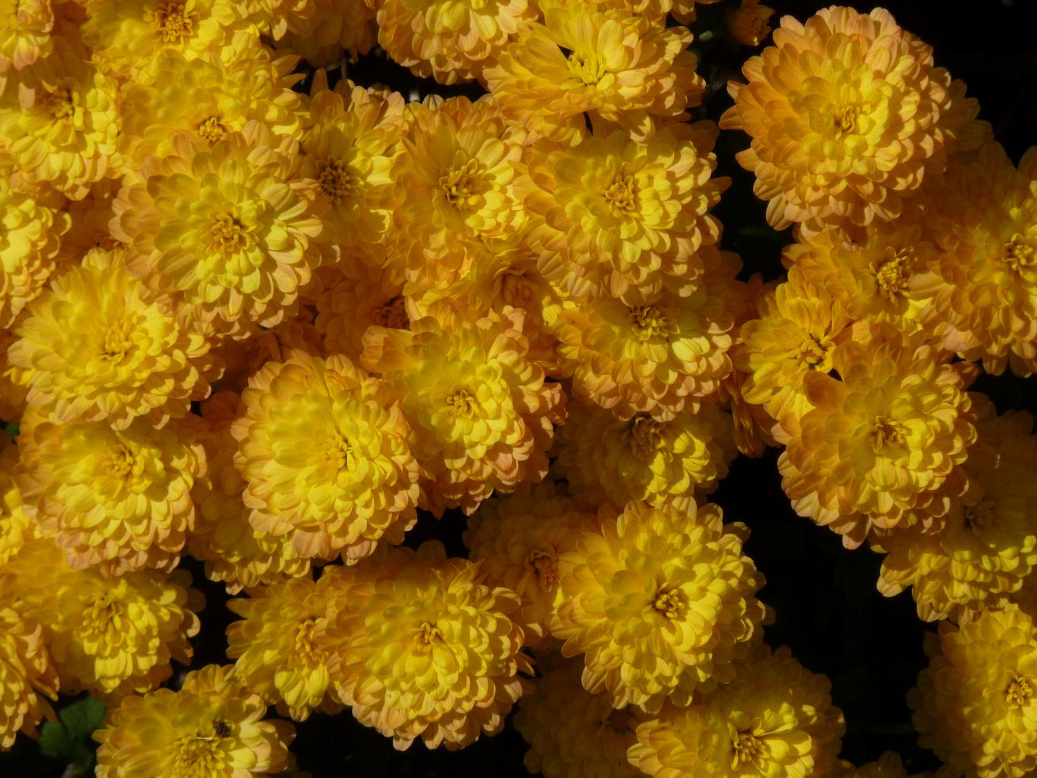  - The yellow flowers of autumn <br>--- Click to see ORIGINAL --- - Panasonic DMC-ZS20 - Tony Karp, design, art, photography, techno-impressionist, techno-impressionism, aerial photography , drone , drones , dji , mavic pro , video , 3D printing - Books -