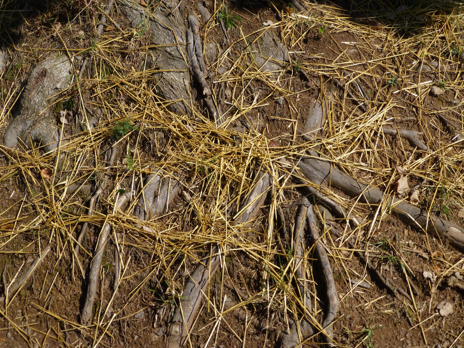  - Straw on tree roots<br>--- Click to see ORIGINAL --- - Panasonic DMC-ZS20 - Tony Karp, design, art, photography, techno-impressionist, techno-impressionism, aerial photography , drone , drones , dji , mavic pro , video , 3D printing - Books -