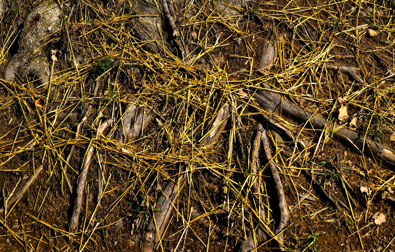  - Straw on tree roots<br>--- Click to see ORIGINAL --- - Panasonic DMC-ZS20 - Tony Karp, design, art, photography, techno-impressionist, techno-impressionism, aerial photography , drone , drones , dji , mavic pro , video , 3D printing - Books -
