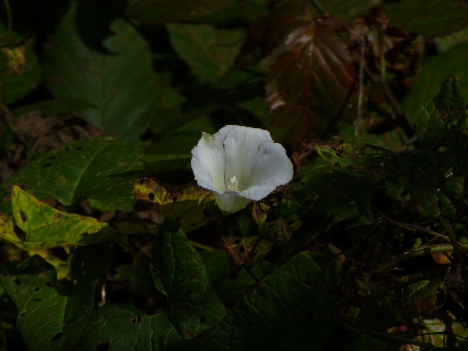  - A white flower <br>--- Click to see ORIGINAL --- - Panasonic DMC-ZS20 - Tony Karp, design, art, photography, techno-impressionist, techno-impressionism, aerial photography , drone , drones , dji , mavic pro , video , 3D printing - Books -