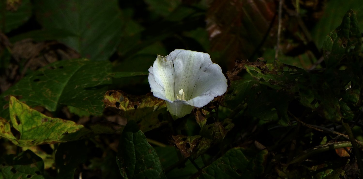  - A white flower <br>--- Click to see ORIGINAL --- - Panasonic DMC-ZS20 - Tony Karp, design, art, photography, techno-impressionist, techno-impressionism, aerial photography , drone , drones , dji , mavic pro , video , 3D printing - Books -