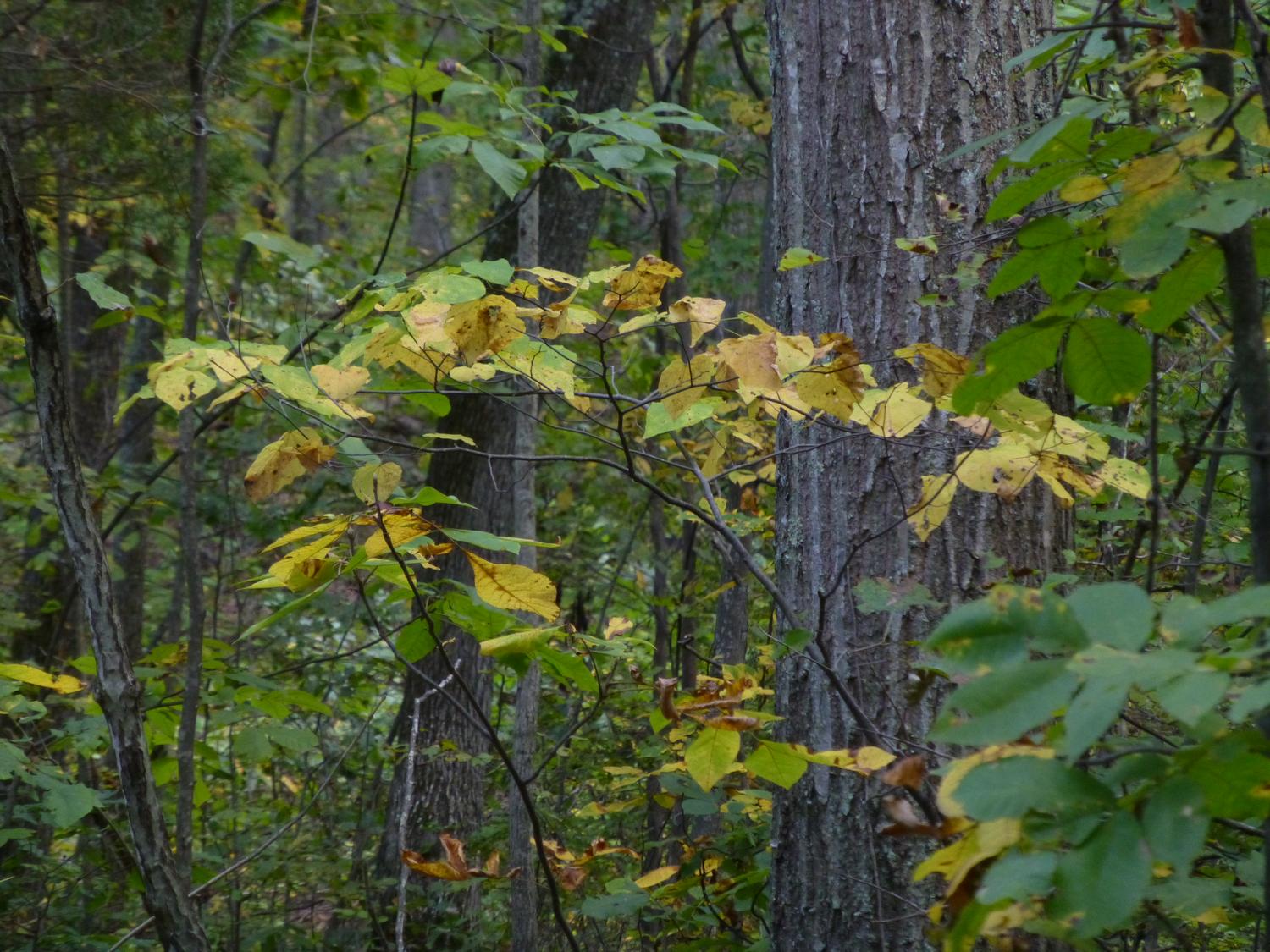  - A spray of autumn <br>--- Click to see ORIGINAL --- - Panasonic DMC-ZS20 - Tony Karp, design, art, photography, techno-impressionist, techno-impressionism, aerial photography , drone , drones , dji , mavic pro , video , 3D printing - Books -