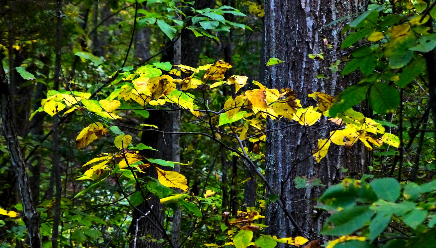  - A spray of autumn <br>--- Click to see ORIGINAL --- - Panasonic DMC-ZS20 - Tony Karp, design, art, photography, techno-impressionist, techno-impressionism, aerial photography , drone , drones , dji , mavic pro , video , 3D printing - Books -