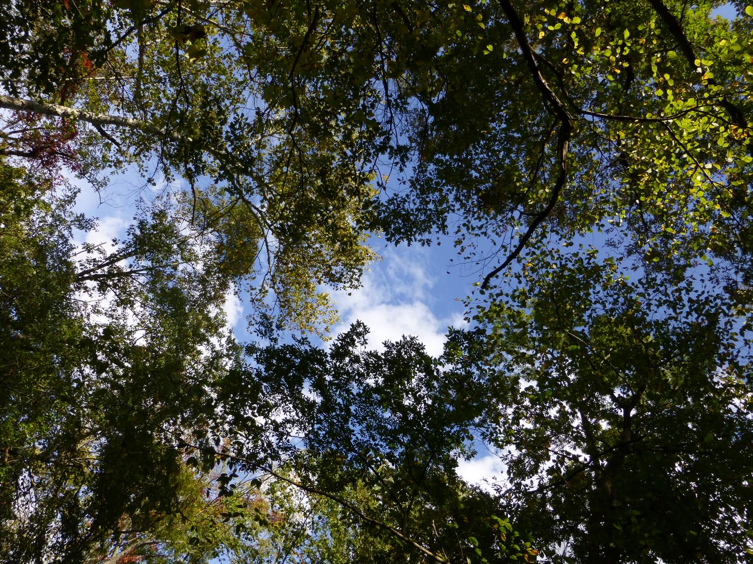  - The trees overhead <br>--- Click to see 100% detail --- Equivalent to a 30 x 40 inch print. - Panasonic DMC-ZS20 - Tony Karp, design, art, photography, techno-impressionist, techno-impressionism, aerial photography , drone , drones , dji , mavic pro , video , 3D printing - Books -
