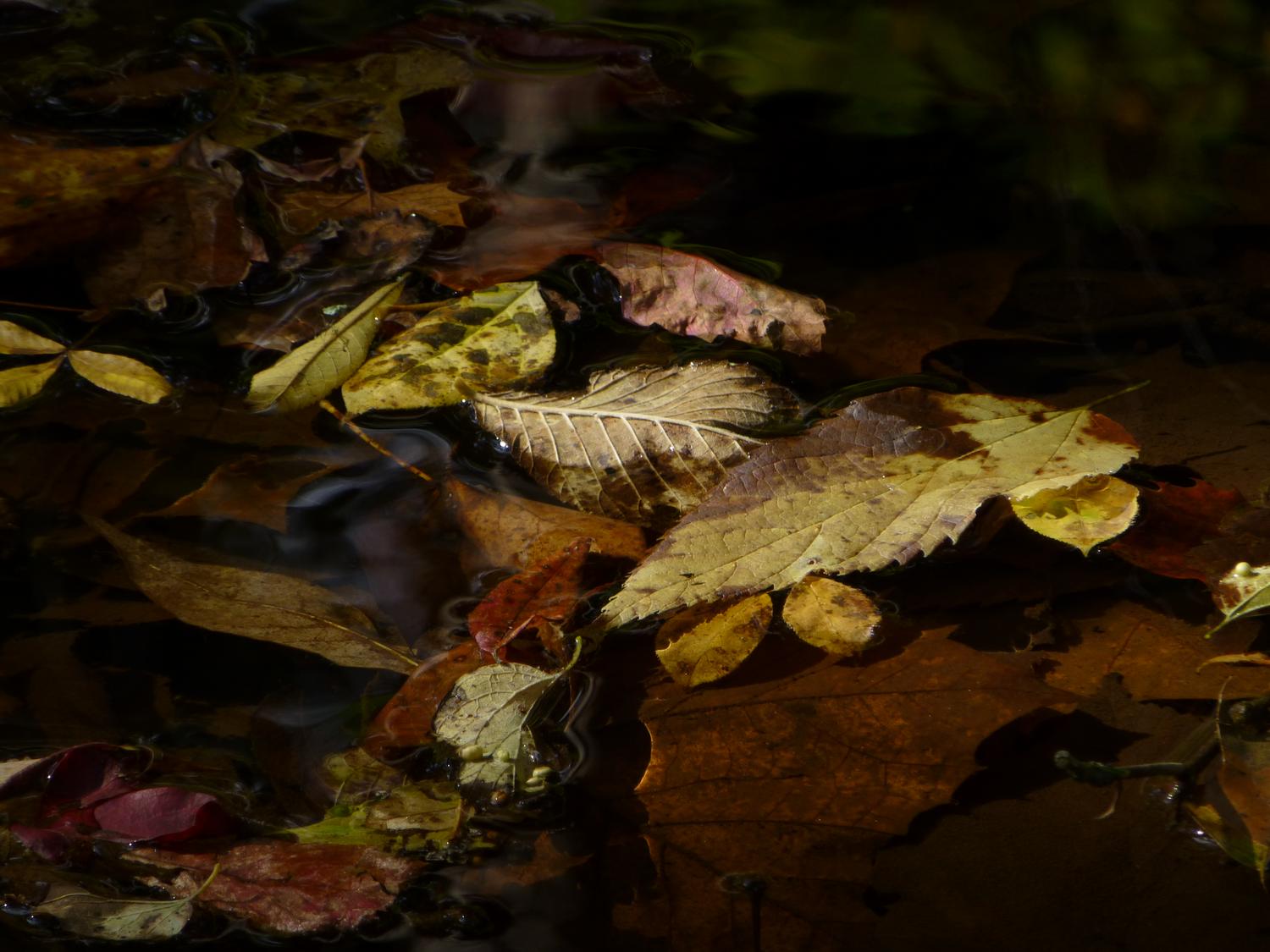  - More autumn leaves<br>--- Click to see ORIGINAL --- - Panasonic DMC-ZS20 - Tony Karp, design, art, photography, techno-impressionist, techno-impressionism, aerial photography , drone , drones , dji , mavic pro , video , 3D printing - Books -
