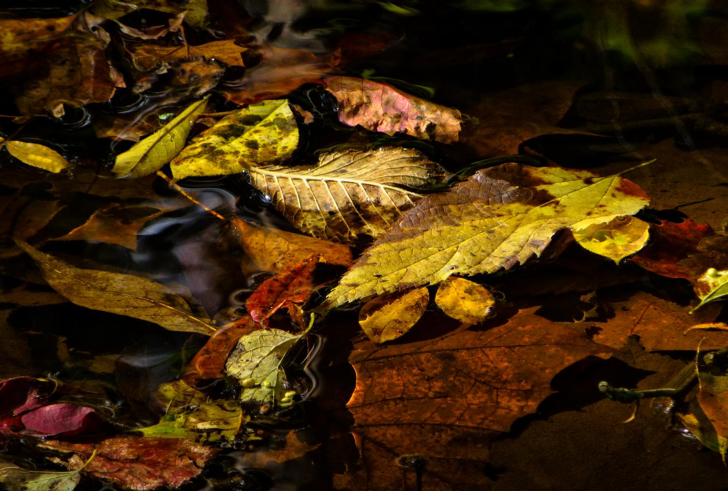  - More autumn leaves<br>--- Click to see ORIGINAL --- - Panasonic DMC-ZS20 - Tony Karp, design, art, photography, techno-impressionist, techno-impressionism, aerial photography , drone , drones , dji , mavic pro , video , 3D printing - Books -