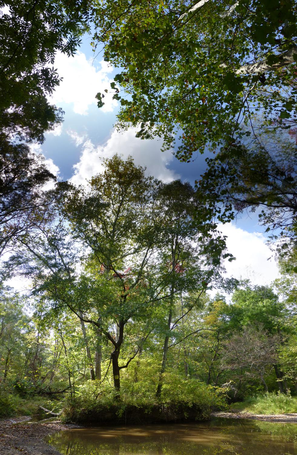  - Where Black Branch meets Bull Run - vertical panorama <br>--- Click to see ORIGINAL --- - Panasonic DMC-ZS20 - Tony Karp, design, art, photography, techno-impressionist, techno-impressionism, aerial photography , drone , drones , dji , mavic pro , video , 3D printing - Books -
