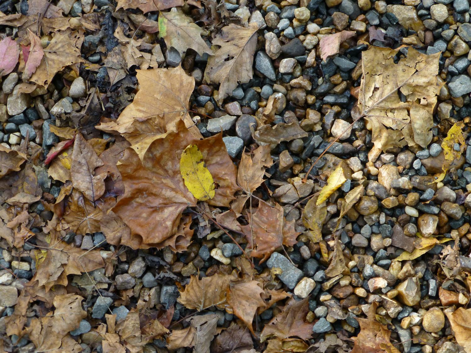  - Leaves on a gravel road <br>--- Click to see ORIGINAL --- - Panasonic DMC-ZS20 - Tony Karp, design, art, photography, techno-impressionist, techno-impressionism, aerial photography , drone , drones , dji , mavic pro , video , 3D printing - Books -