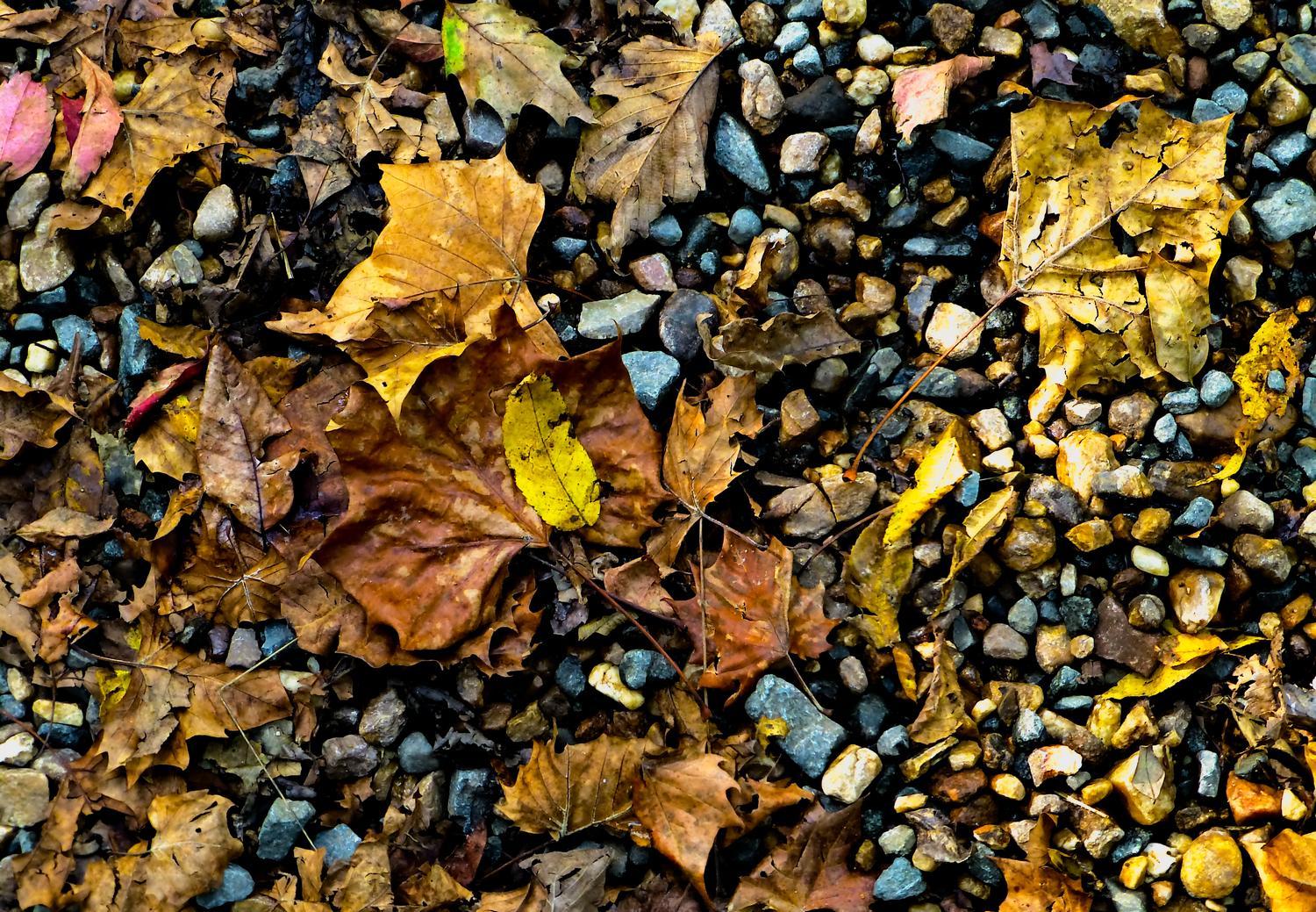  - Leaves on a gravel road <br>--- Click to see ORIGINAL --- - Panasonic DMC-ZS20 - Tony Karp, design, art, photography, techno-impressionist, techno-impressionism, aerial photography , drone , drones , dji , mavic pro , video , 3D printing - Books -