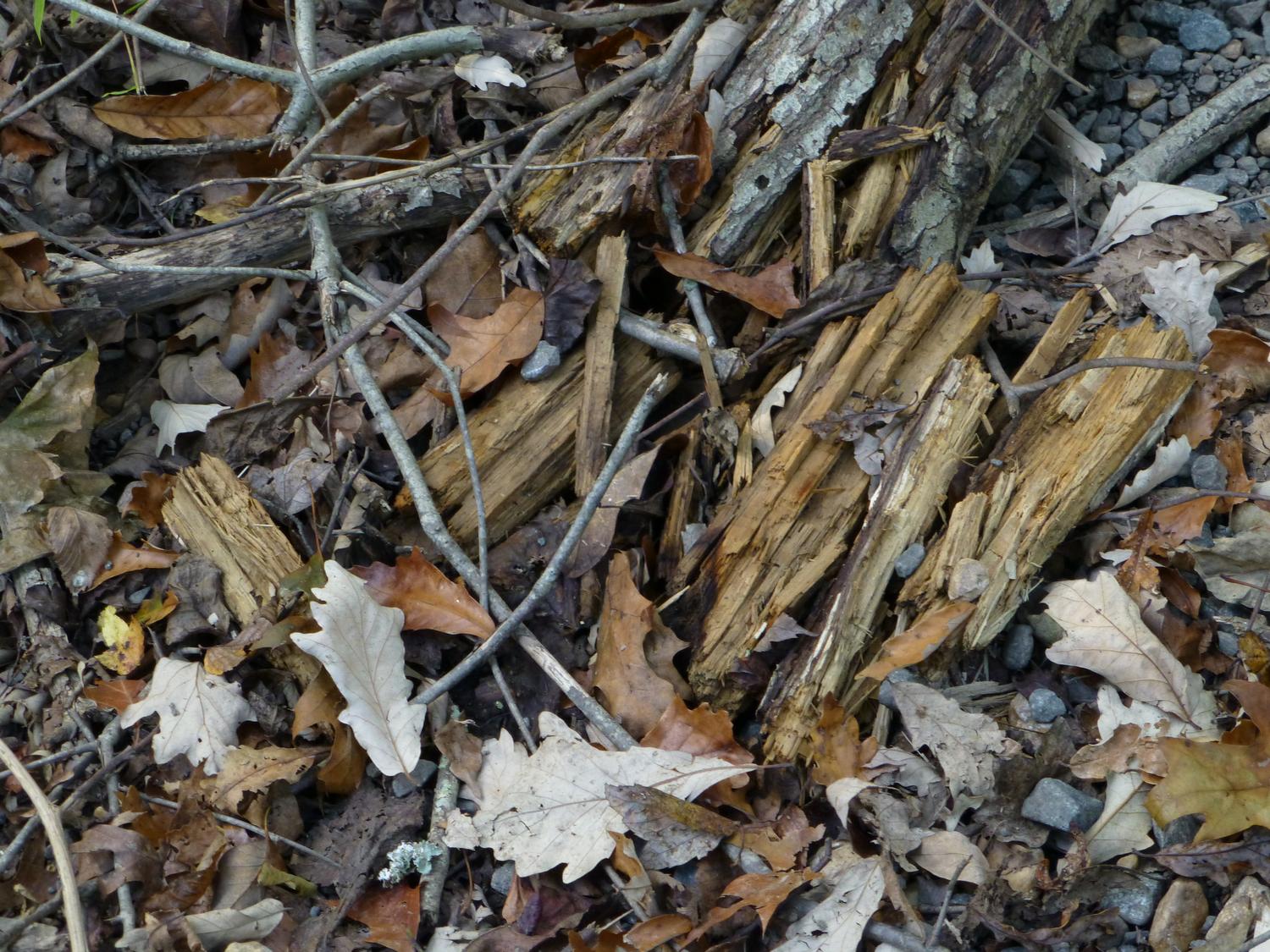  - The detritus of autumn <br>--- Click to see ORIGINAL --- - Panasonic DMC-ZS20 - Tony Karp, design, art, photography, techno-impressionist, techno-impressionism, aerial photography , drone , drones , dji , mavic pro , video , 3D printing - Books -