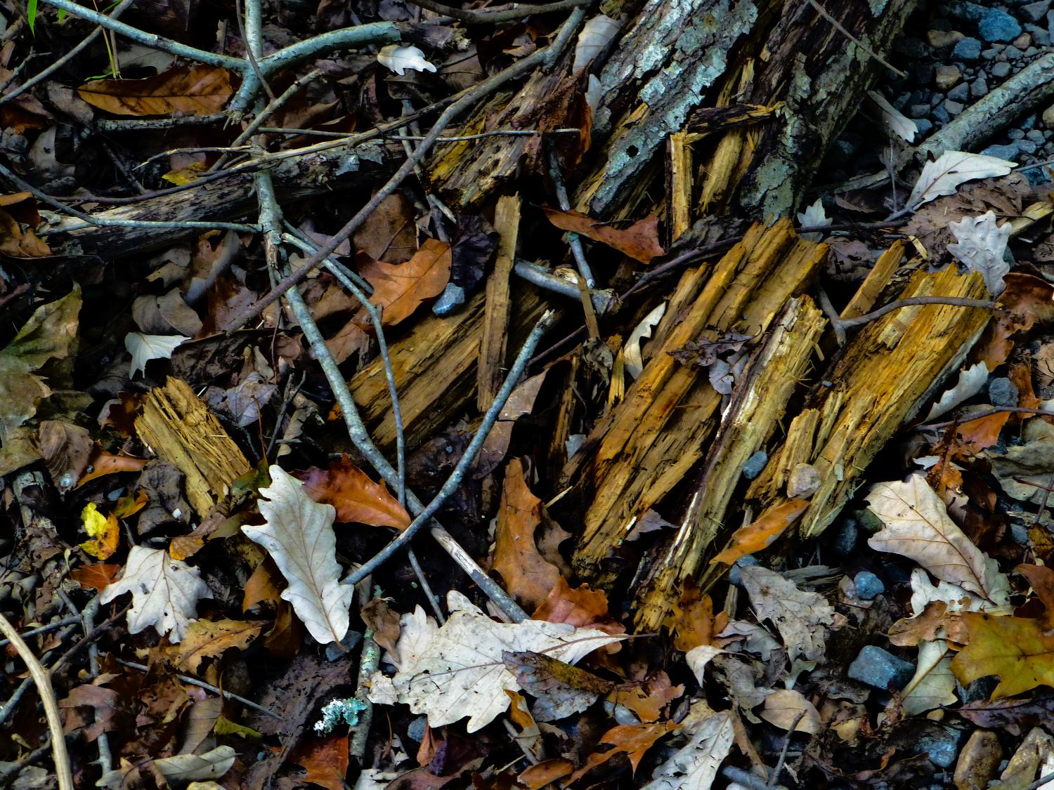  - The detritus of autumn <br>--- Click to see ORIGINAL --- - Panasonic DMC-ZS20 - Tony Karp, design, art, photography, techno-impressionist, techno-impressionism, aerial photography , drone , drones , dji , mavic pro , video , 3D printing - Books -