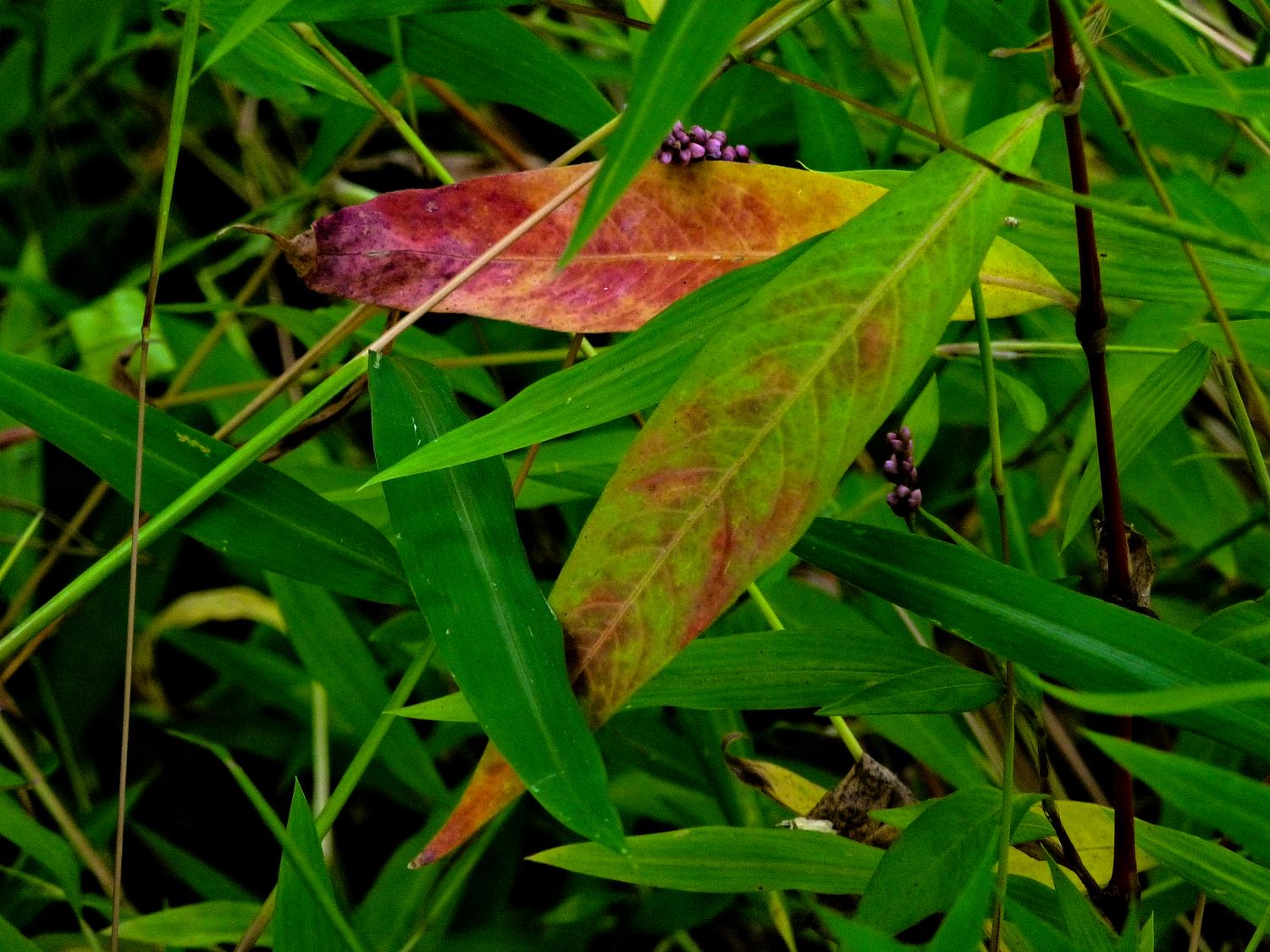  - The colors of autumn <br>--- Click to see ORIGINAL --- - Panasonic DMC-ZS20 - Tony Karp, design, art, photography, techno-impressionist, techno-impressionism, aerial photography , drone , drones , dji , mavic pro , video , 3D printing - Books -