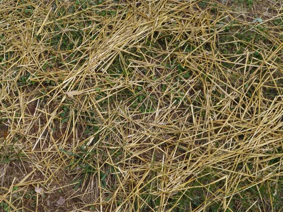  - Straw covering new grass <br>--- Click to see ORIGINAL --- - Panasonic DMC-ZS20 - Tony Karp, design, art, photography, techno-impressionist, techno-impressionism, aerial photography , drone , drones , dji , mavic pro , video , 3D printing - Books -