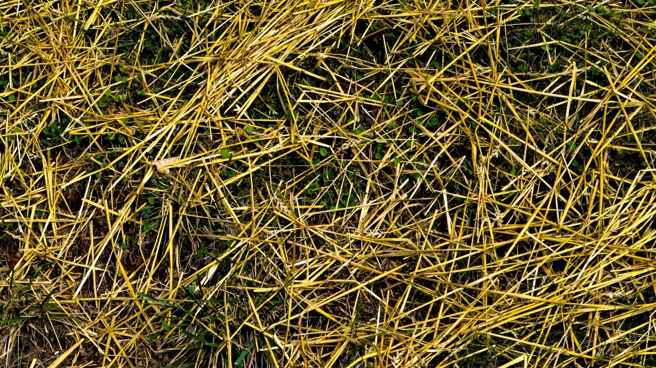  - Straw covering new grass <br>--- Click to see ORIGINAL --- - Panasonic DMC-ZS20 - Tony Karp, design, art, photography, techno-impressionist, techno-impressionism, aerial photography , drone , drones , dji , mavic pro , video , 3D printing - Books -