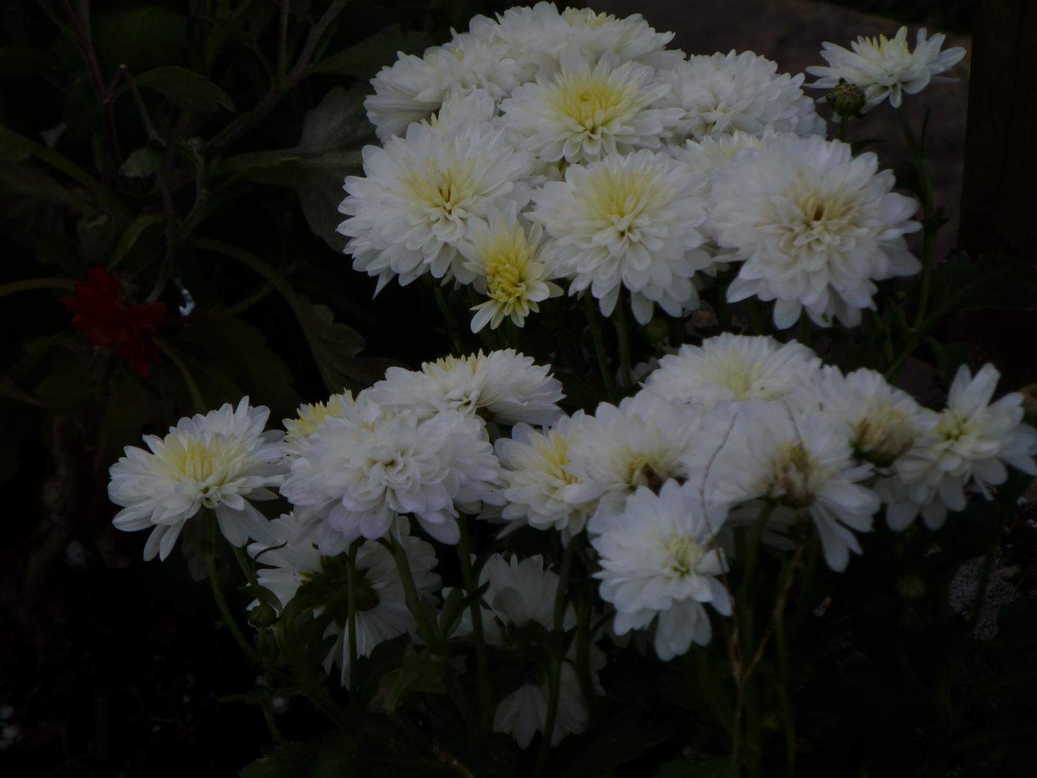  - Some white flowers <br>--- Click to see ORIGINAL --- - Panasonic DMC-ZS20 - Tony Karp, design, art, photography, techno-impressionist, techno-impressionism, aerial photography , drone , drones , dji , mavic pro , video , 3D printing - Books -