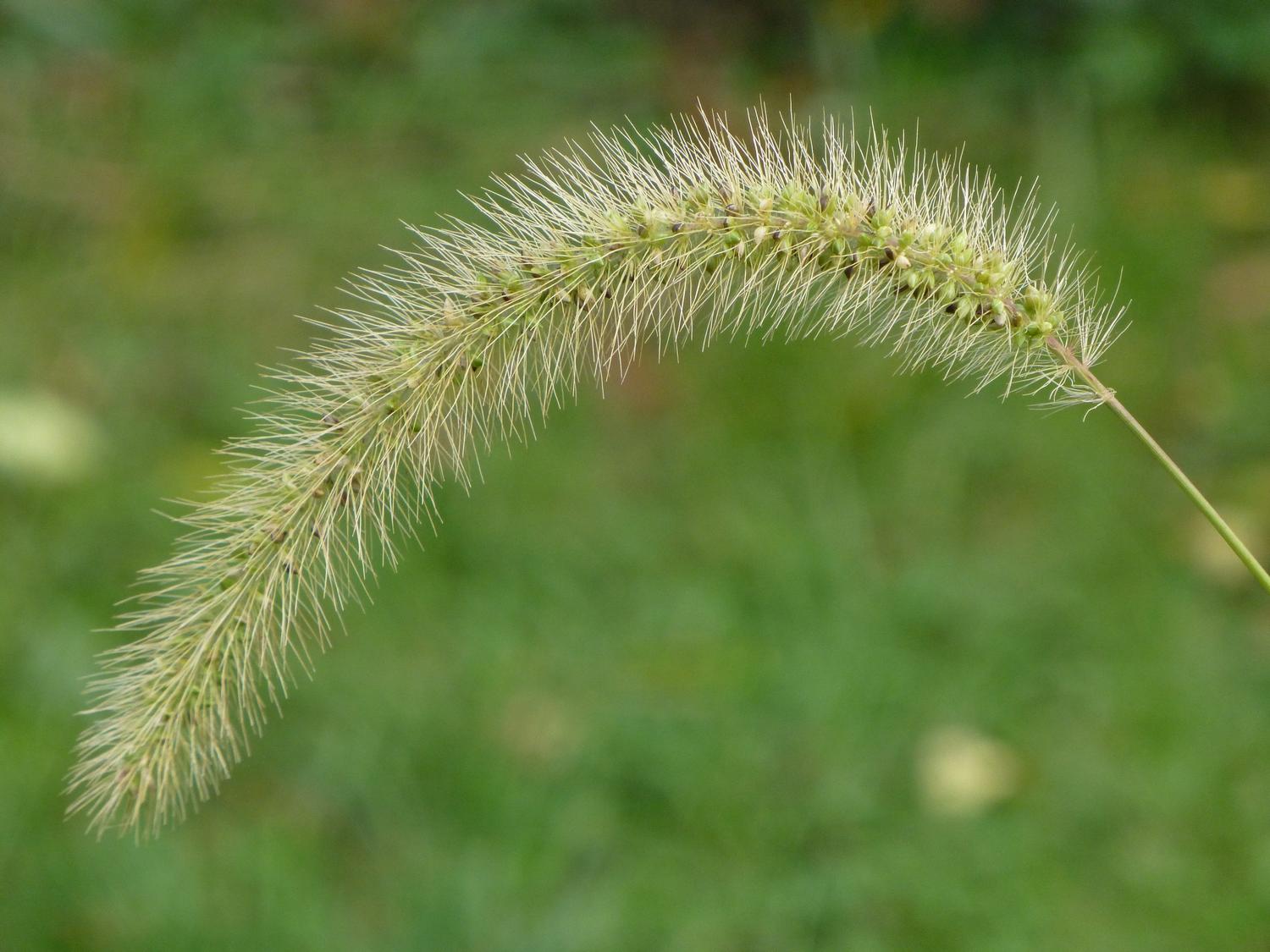  - Just a weed <br>--- Click to see ORIGINAL --- - Panasonic DMC-ZS20 - Tony Karp, design, art, photography, techno-impressionist, techno-impressionism, aerial photography , drone , drones , dji , mavic pro , video , 3D printing - Books -