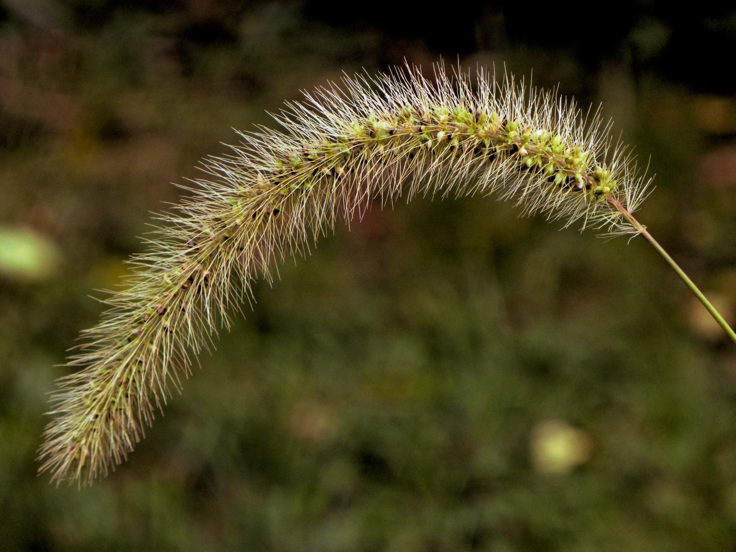  - Just a weed <br>--- Click to see ORIGINAL --- - Panasonic DMC-ZS20 - Tony Karp, design, art, photography, techno-impressionist, techno-impressionism, aerial photography , drone , drones , dji , mavic pro , video , 3D printing - Books -