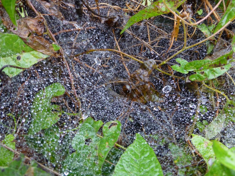  - Fresh rain on a spider web <br>--- Click to see ORIGINAL --- - Panasonic DMC-ZS20 - Tony Karp, design, art, photography, techno-impressionist, techno-impressionism, aerial photography , drone , drones , dji , mavic pro , video , 3D printing - Books -