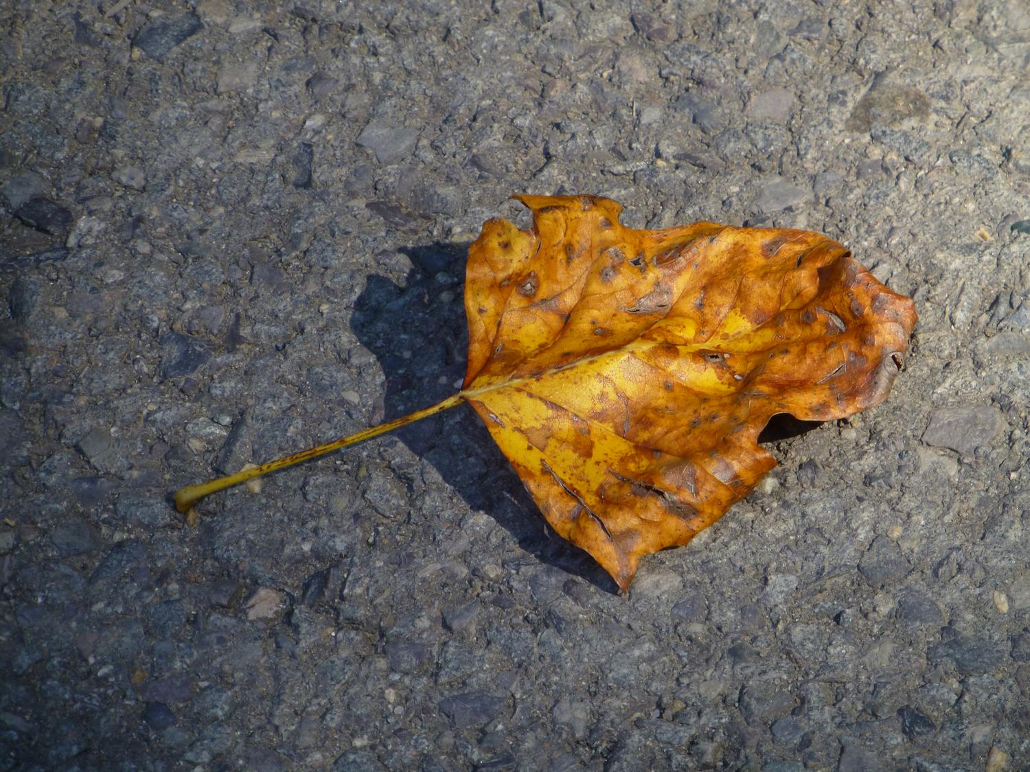  - A leaf on asphalt <br>--- Click to see ORIGINAL --- - Panasonic DMC-ZS20 - Tony Karp, design, art, photography, techno-impressionist, techno-impressionism, aerial photography , drone , drones , dji , mavic pro , video , 3D printing - Books -