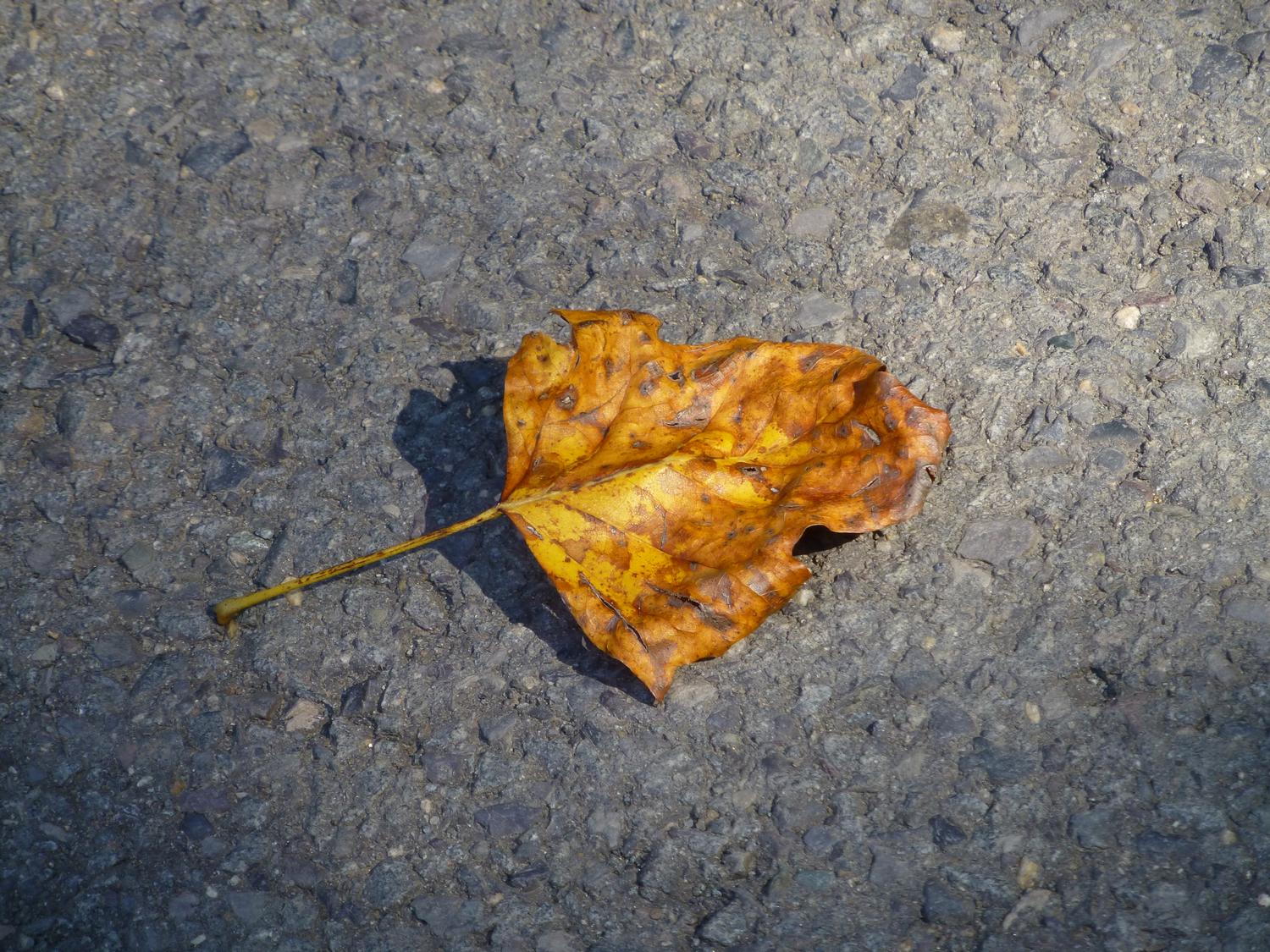  - A leaf on asphalt <br>--- Click to see ORIGINAL --- - Panasonic DMC-ZS20 - Tony Karp, design, art, photography, techno-impressionist, techno-impressionism, aerial photography , drone , drones , dji , mavic pro , video , 3D printing - Books -