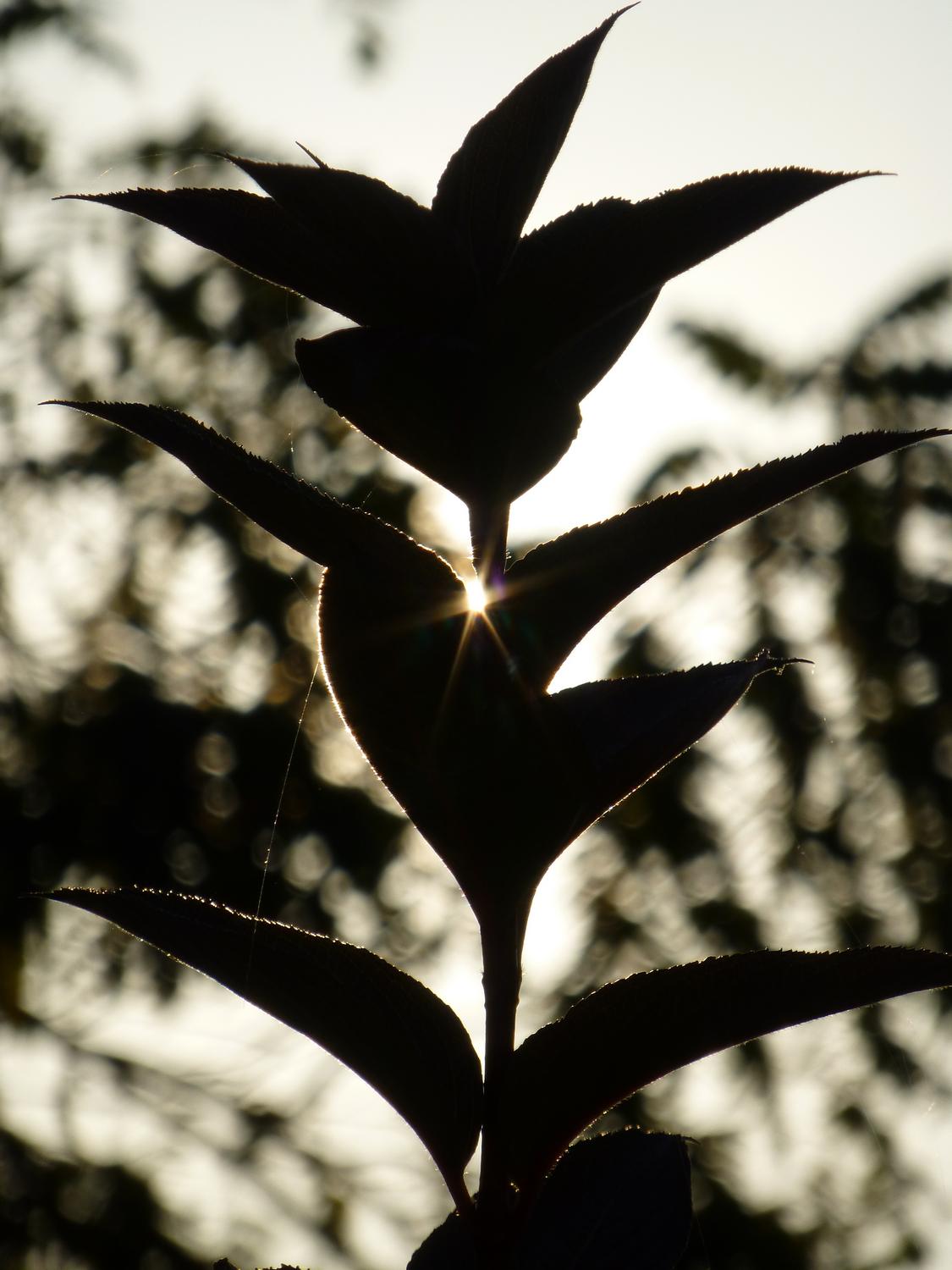  - Sun sparkle through a plant <br>--- Click to see ORIGINAL --- - Panasonic DMC-ZS20 - Tony Karp, design, art, photography, techno-impressionist, techno-impressionism, aerial photography , drone , drones , dji , mavic pro , video , 3D printing - Books -