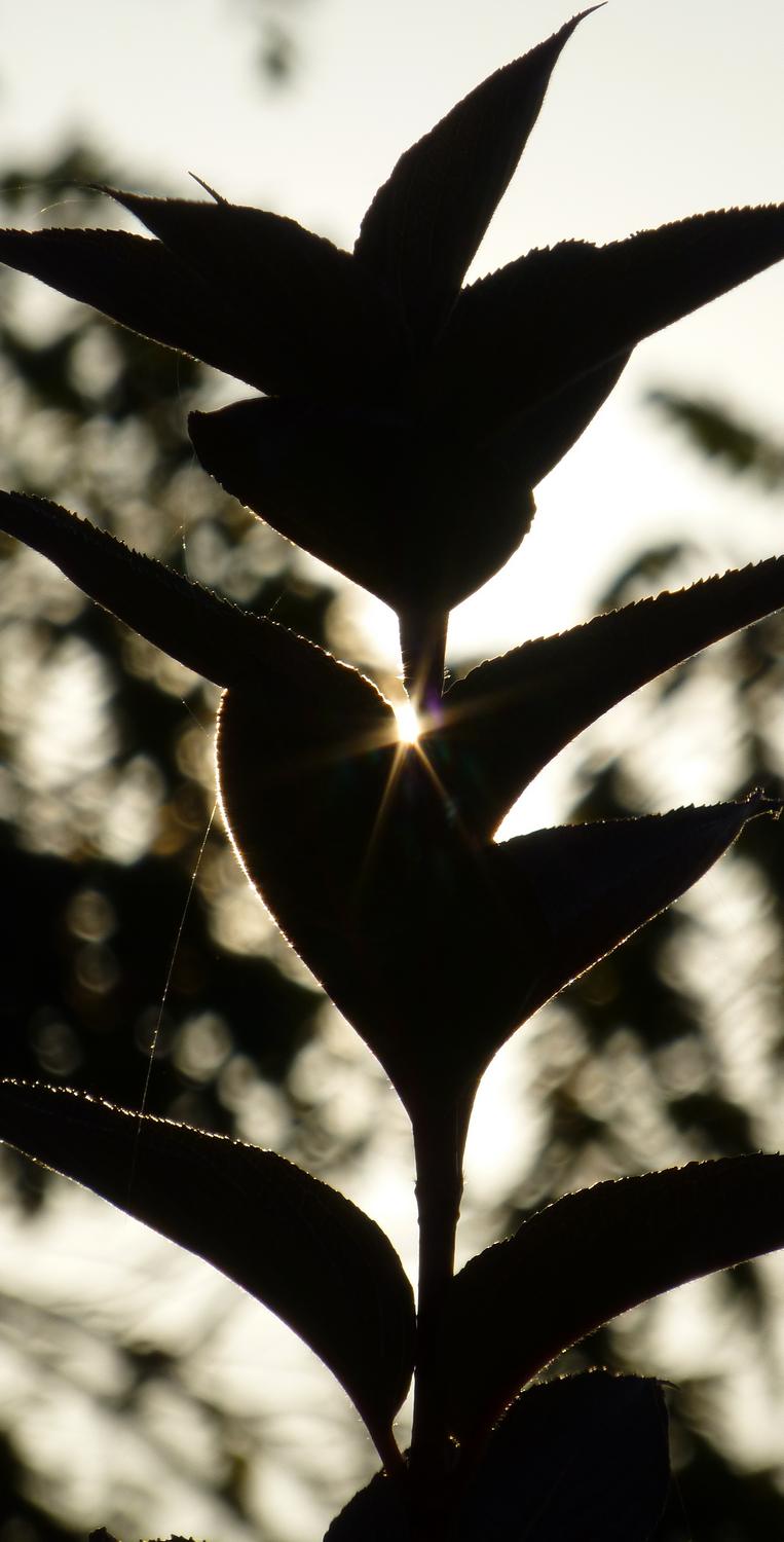  - Sun sparkle through a plant <br>--- Click to see ORIGINAL --- - Panasonic DMC-ZS20 - Tony Karp, design, art, photography, techno-impressionist, techno-impressionism, aerial photography , drone , drones , dji , mavic pro , video , 3D printing - Books -