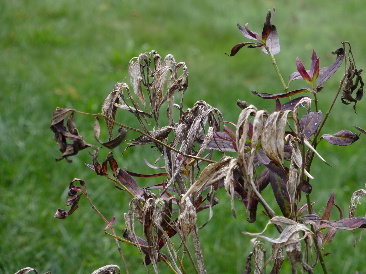  - Milkweed in the fall <br>--- Click to see ORIGINAL --- - Panasonic DMC-ZS20 - Tony Karp, design, art, photography, techno-impressionist, techno-impressionism, aerial photography , drone , drones , dji , mavic pro , video , 3D printing - Books -