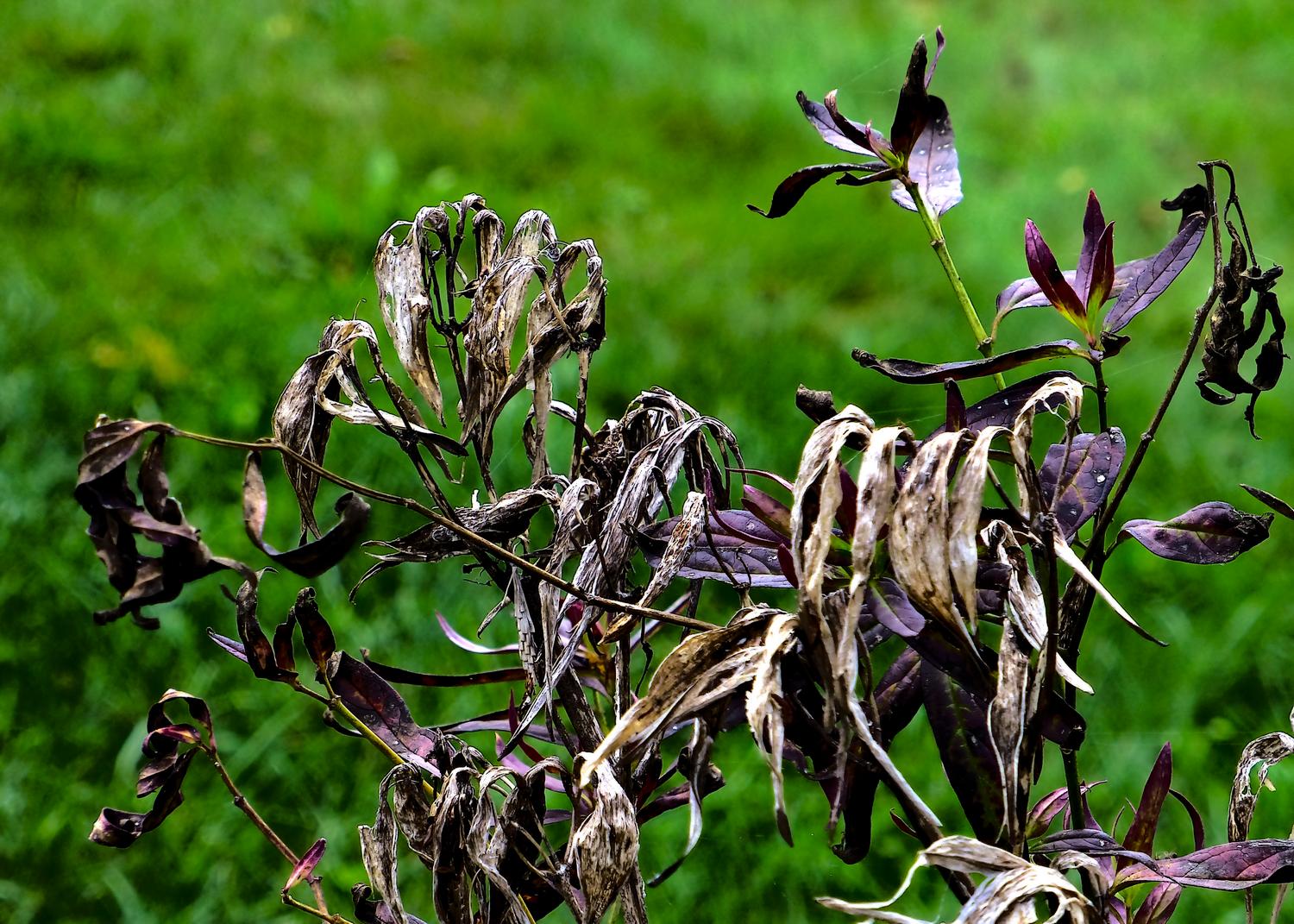  - Milkweed in the fall <br>--- Click to see ORIGINAL --- - Panasonic DMC-ZS20 - Tony Karp, design, art, photography, techno-impressionist, techno-impressionism, aerial photography , drone , drones , dji , mavic pro , video , 3D printing - Books -