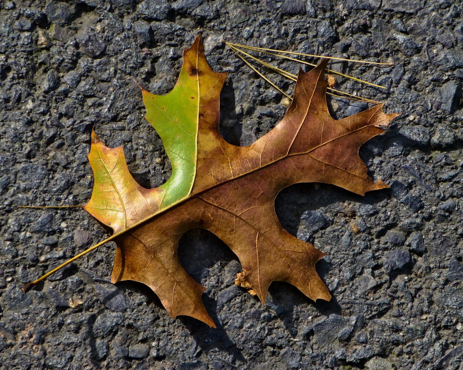  - A leaf, not quite ready for autumn <br>--- Click to see ORIGINAL --- - Panasonic DMC-ZS20 - Tony Karp, design, art, photography, techno-impressionist, techno-impressionism, aerial photography , drone , drones , dji , mavic pro , video , 3D printing - Books -