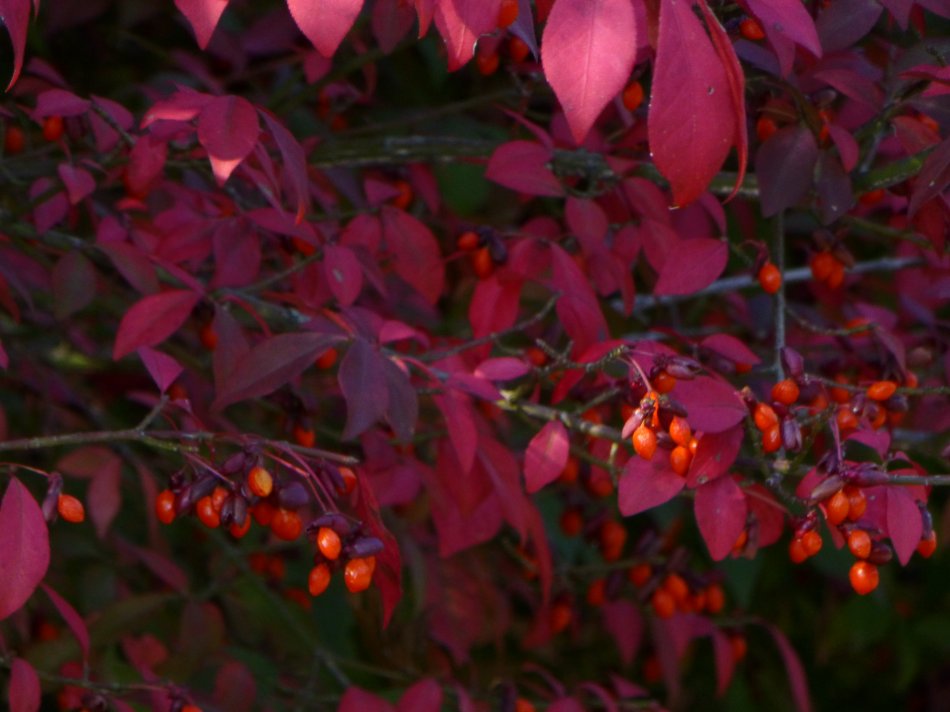  - Red leaves and berries <br>--- Click to see ORIGINAL --- - Panasonic DMC-ZS20 - Tony Karp, design, art, photography, techno-impressionist, techno-impressionism, aerial photography , drone , drones , dji , mavic pro , video , 3D printing - Books -