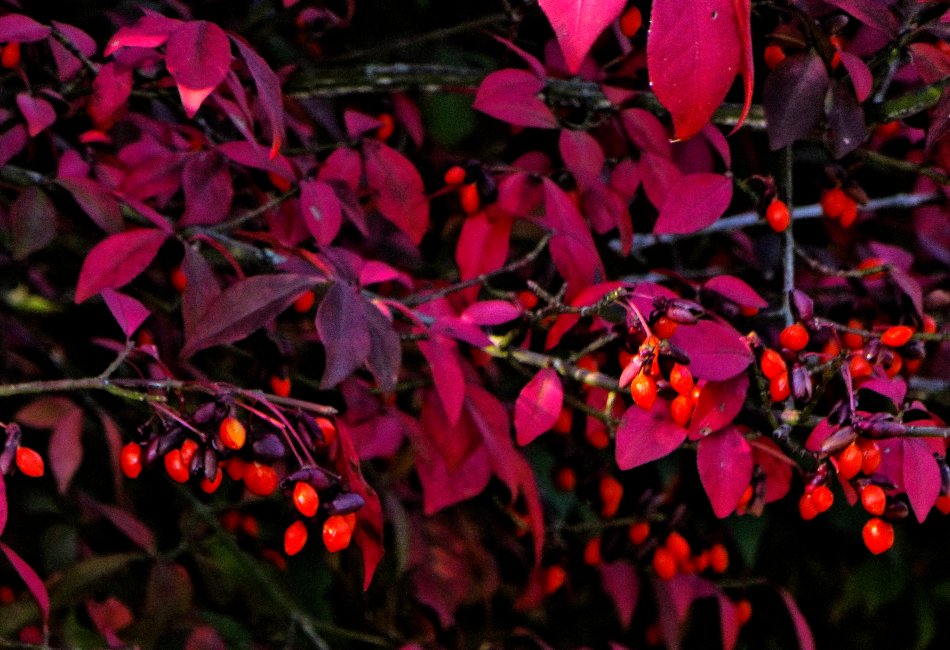  - Red leaves and berries <br>--- Click to see ORIGINAL --- - Panasonic DMC-ZS20 - Tony Karp, design, art, photography, techno-impressionist, techno-impressionism, aerial photography , drone , drones , dji , mavic pro , video , 3D printing - Books -