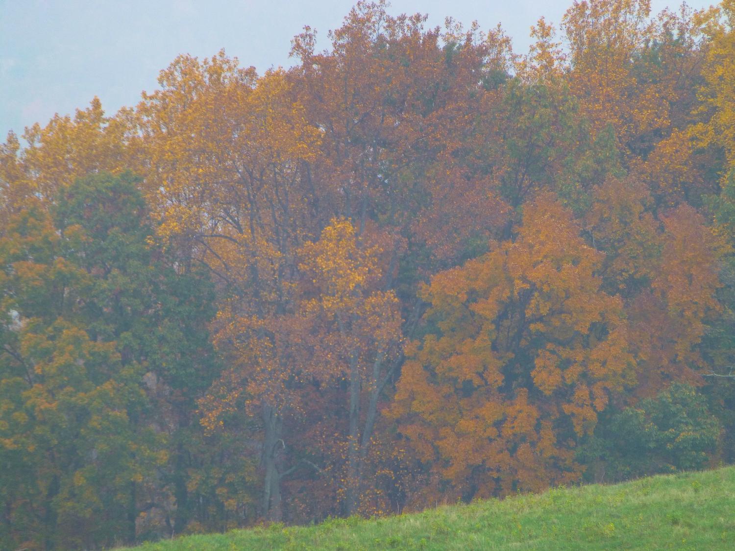  - The colors of autumn, seen through the fog - Sky Meadows State park - Virginia - Cows - Panasonic DMC-ZS20 - Tony Karp, design, art, photography, techno-impressionist, techno-impressionism, aerial photography , drone , drones , dji , mavic pro , video , 3D printing - Books -