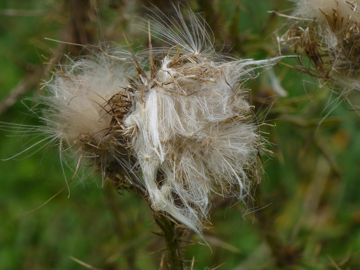  - The fine detail in this milkweed demonstrates the capabilities of the DMC-ZS20 <br>--- Click to see ORIGINAL --- - Sky Meadows State park - Virginia - Cows - Panasonic DMC-ZS20 - Tony Karp, design, art, photography, techno-impressionist, techno-impressionism, aerial photography , drone , drones , dji , mavic pro , video , 3D printing - Books -