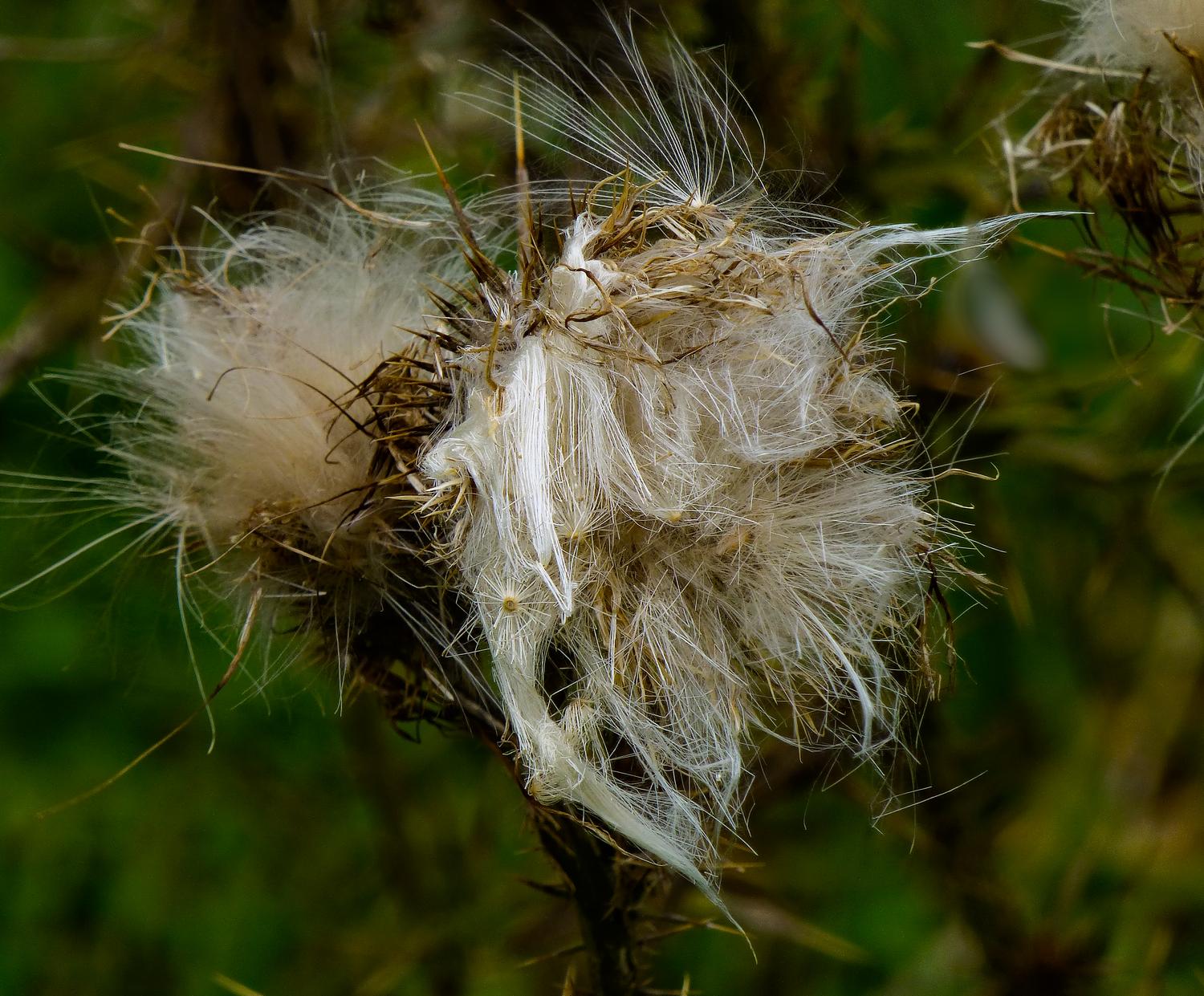  - The fine detail in this milkweed demonstrates the capabilities of the DMC-ZS20 <br>--- Click to see ORIGINAL --- - Sky Meadows State park - Virginia - Cows - Panasonic DMC-ZS20 - Tony Karp, design, art, photography, techno-impressionist, techno-impressionism, aerial photography , drone , drones , dji , mavic pro , video , 3D printing - Books -