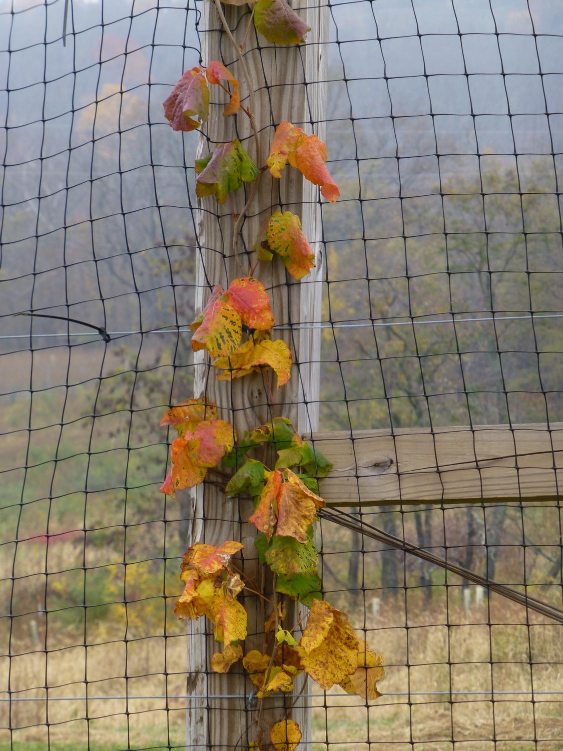  - A vine on a fence post in autumn <br>--- Click to see ORIGINAL --- - Sky Meadows State park - Virginia - Cows - Panasonic DMC-ZS20 - Tony Karp, design, art, photography, techno-impressionist, techno-impressionism, aerial photography , drone , drones , dji , mavic pro , video , 3D printing - Books -