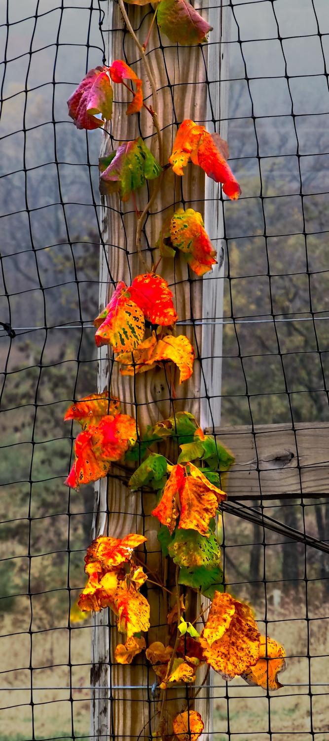  - A vine on a fence post in autumn <br>--- Click to see ORIGINAL --- - Sky Meadows State park - Virginia - Cows - Panasonic DMC-ZS20 - Tony Karp, design, art, photography, techno-impressionist, techno-impressionism, aerial photography , drone , drones , dji , mavic pro , video , 3D printing - Books -