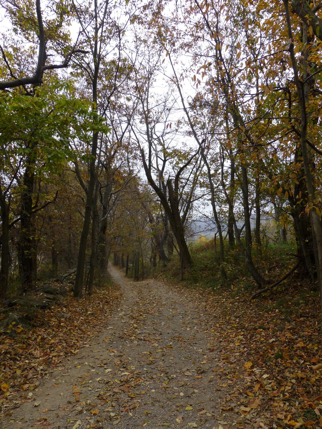   - On the trail in Sky Meadows <br>--- Click to see ORIGINAL --- - Sky Meadows State park - Virginia - Cows - Panasonic DMC-ZS20 - Tony Karp, design, art, photography, techno-impressionist, techno-impressionism, aerial photography , drone , drones , dji , mavic pro , video , 3D printing - Books -