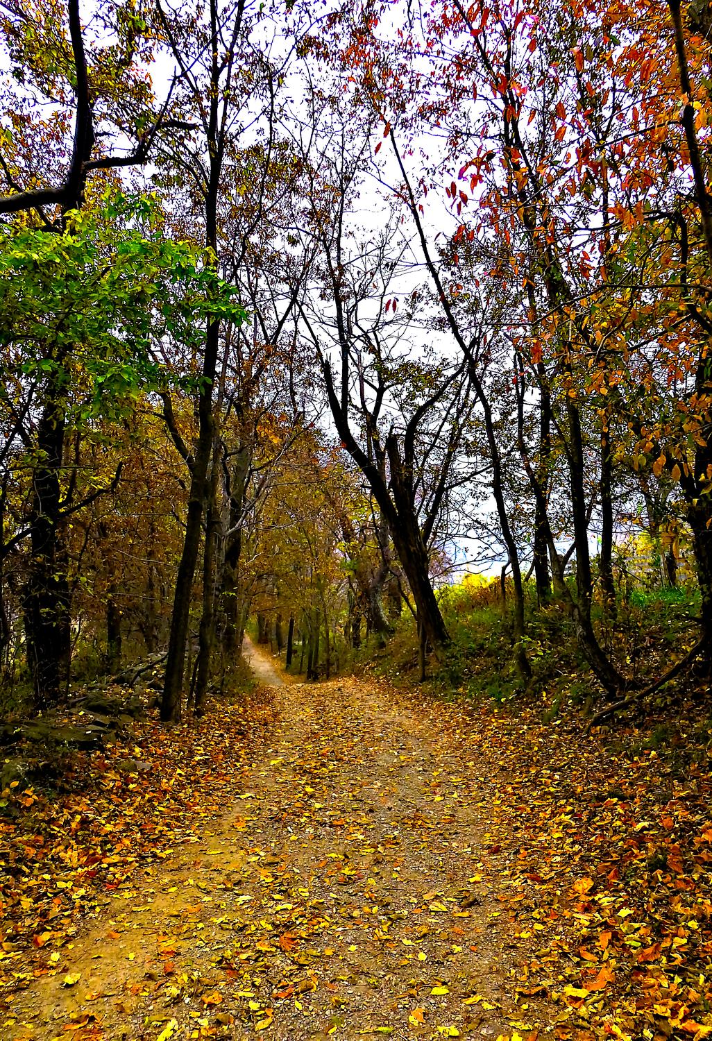   - On the trail in Sky Meadows <br>--- Click to see ORIGINAL --- - Sky Meadows State park - Virginia - Cows - Panasonic DMC-ZS20 - Tony Karp, design, art, photography, techno-impressionist, techno-impressionism, aerial photography , drone , drones , dji , mavic pro , video , 3D printing - Books -