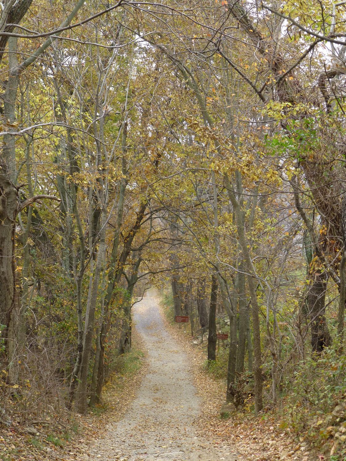  - A little further down the trail that leads to the big hill <br>--- Click to see ORIGINAL --- - Sky Meadows State park - Virginia - Cows - Panasonic DMC-ZS20 - Tony Karp, design, art, photography, techno-impressionist, techno-impressionism, aerial photography , drone , drones , dji , mavic pro , video , 3D printing - Books -