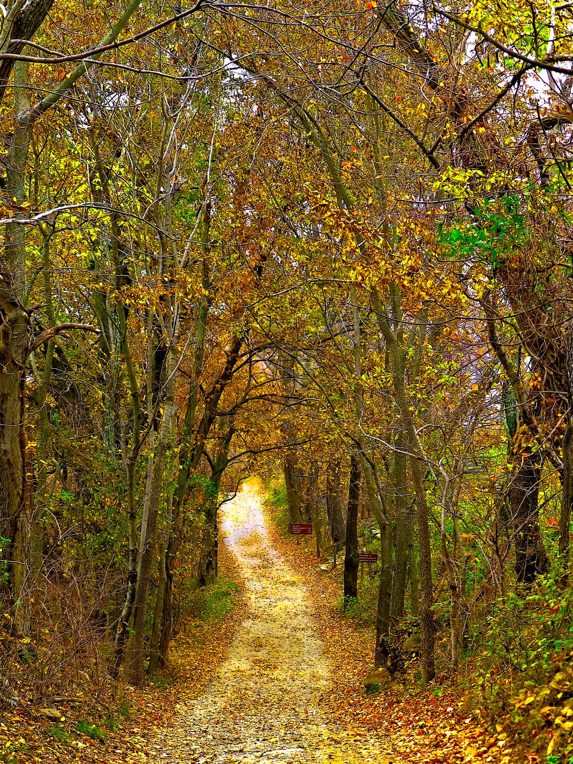  - A little further down the trail that leads to the big hill <br>--- Click to see ORIGINAL --- - Sky Meadows State park - Virginia - Cows - Panasonic DMC-ZS20 - Tony Karp, design, art, photography, techno-impressionist, techno-impressionism, aerial photography , drone , drones , dji , mavic pro , video , 3D printing - Books -