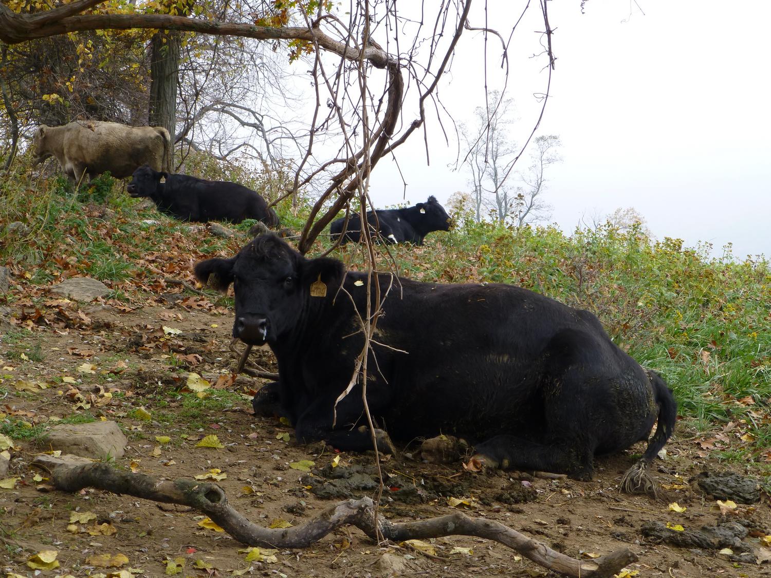  - Several of the organic, self-propelled lawnmowers at rest <br>--- Click to see ORIGINAL --- - Sky Meadows State park - Virginia - Cows - Panasonic DMC-ZS20 - Tony Karp, design, art, photography, techno-impressionist, techno-impressionism, aerial photography , drone , drones , dji , mavic pro , video , 3D printing - Books -