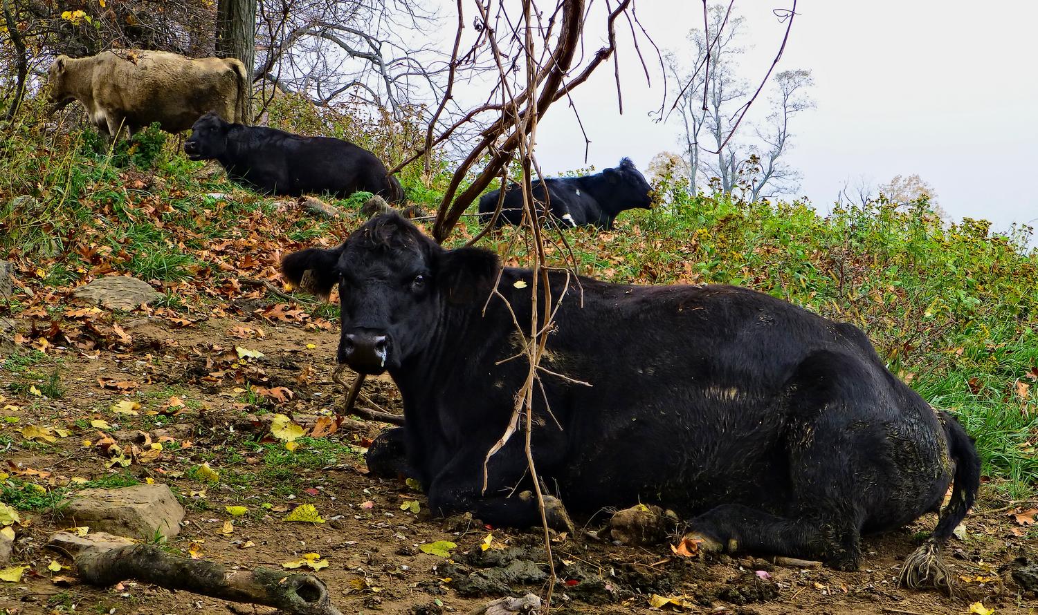  - Several of the organic, self-propelled lawnmowers at rest <br>--- Click to see ORIGINAL --- - Sky Meadows State park - Virginia - Cows - Panasonic DMC-ZS20 - Tony Karp, design, art, photography, techno-impressionist, techno-impressionism, aerial photography , drone , drones , dji , mavic pro , video , 3D printing - Books -