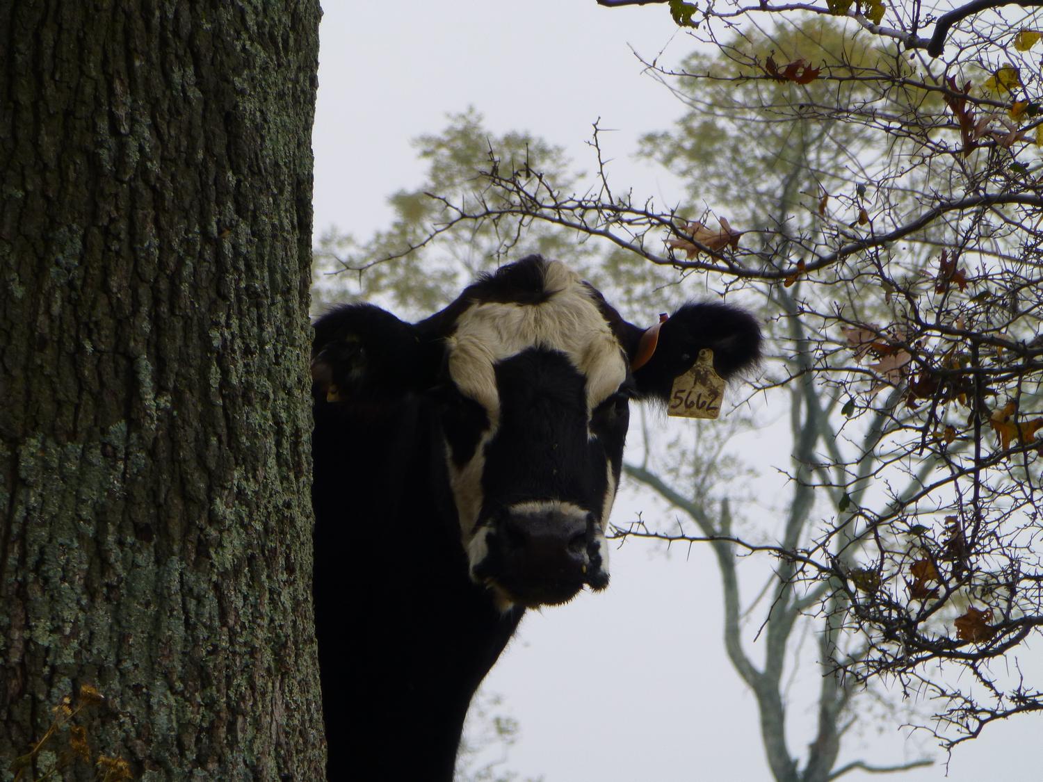  - One of the lawnmowers gives me the eye, but I was not cowed. <br>--- Click to see ORIGINAL --- - Sky Meadows State park - Virginia - Cows - Panasonic DMC-ZS20 - Tony Karp, design, art, photography, techno-impressionist, techno-impressionism, aerial photography , drone , drones , dji , mavic pro , video , 3D printing - Books -