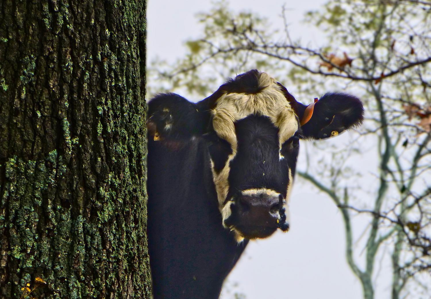  - One of the lawnmowers gives me the eye, but I was not cowed. <br>--- Click to see ORIGINAL --- - Sky Meadows State park - Virginia - Cows - Panasonic DMC-ZS20 - Tony Karp, design, art, photography, techno-impressionist, techno-impressionism, aerial photography , drone , drones , dji , mavic pro , video , 3D printing - Books -