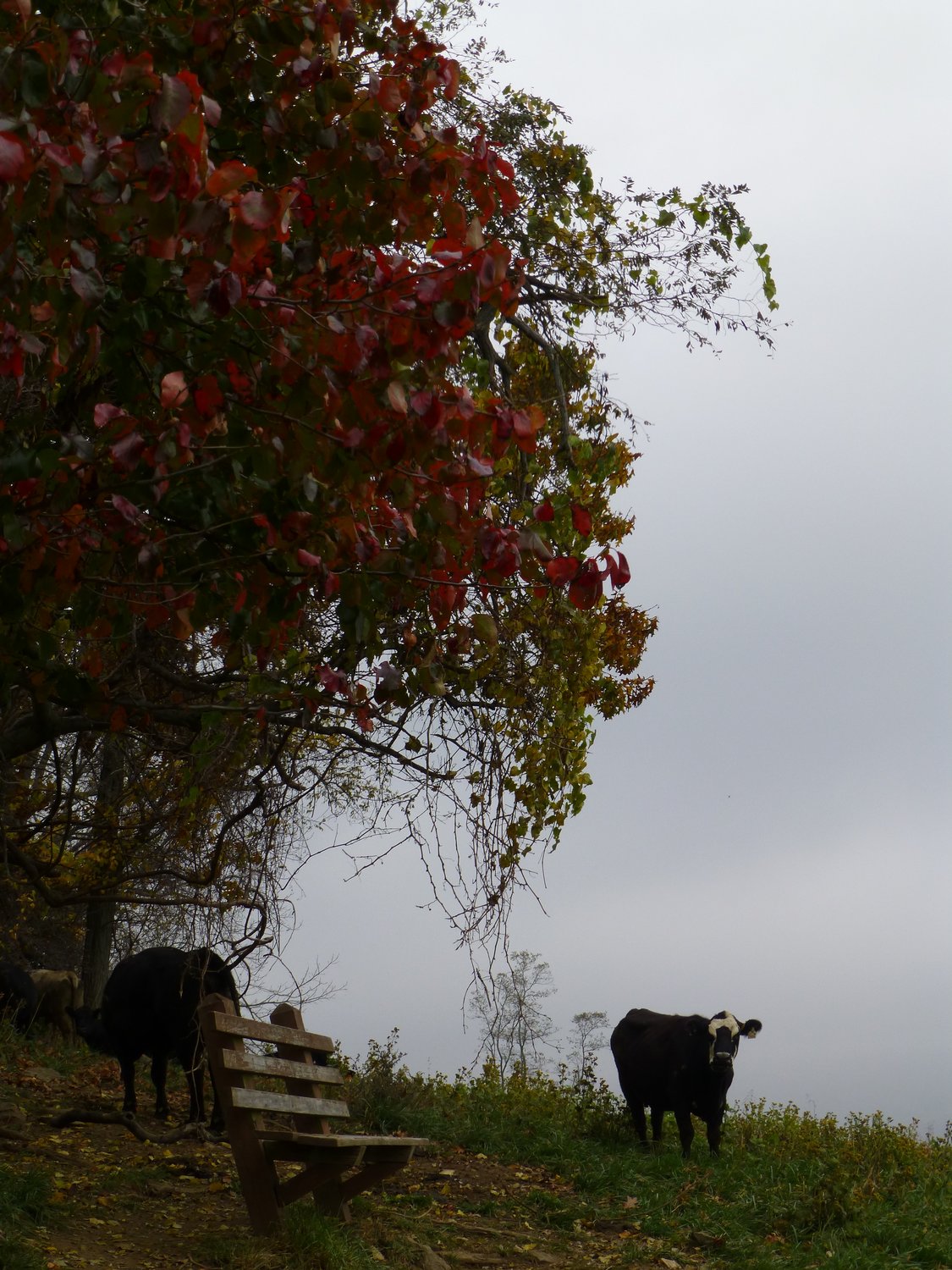  - A few more of the lawnmowers. <br>--- Click to see ORIGINAL --- - Sky Meadows State park - Virginia - Cows - Panasonic DMC-ZS20 - Tony Karp, design, art, photography, techno-impressionist, techno-impressionism, aerial photography , drone , drones , dji , mavic pro , video , 3D printing - Books -